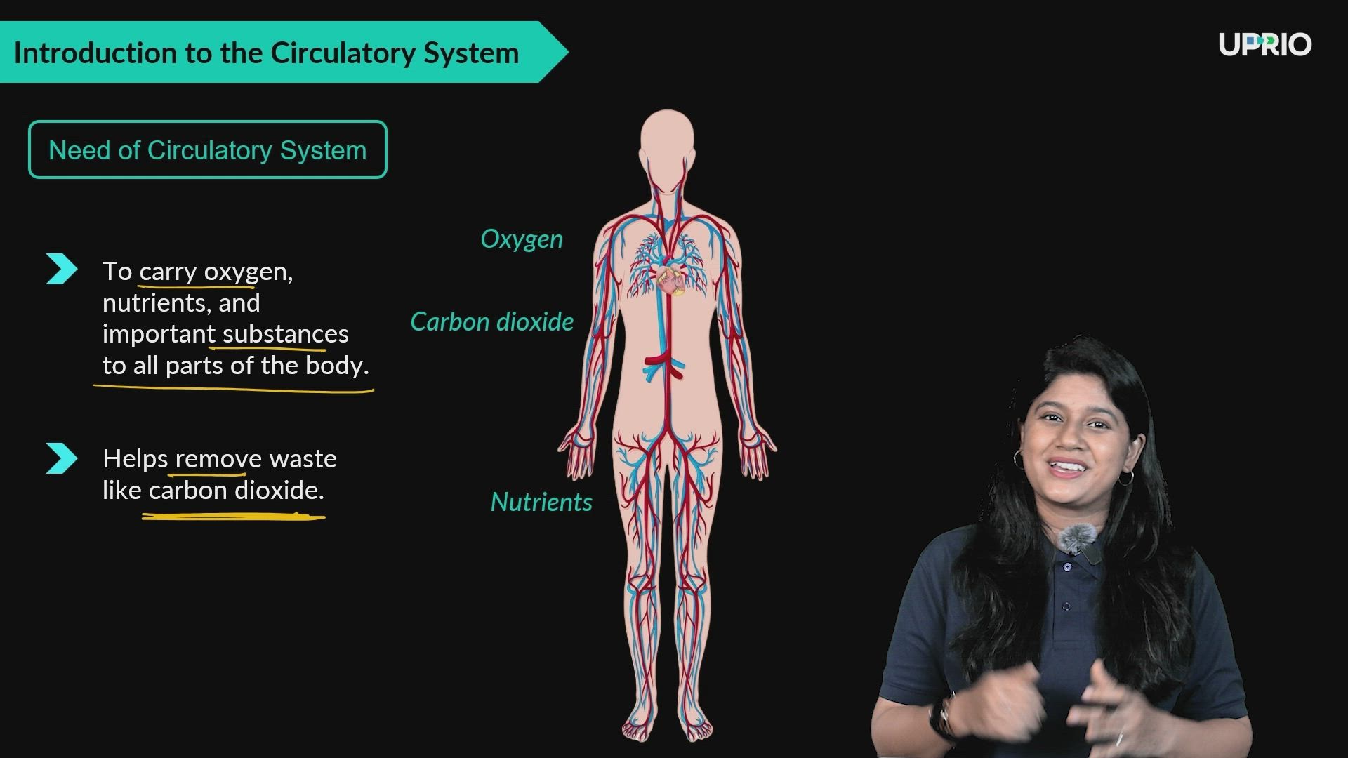 Introduction to Circulatory System in Humans