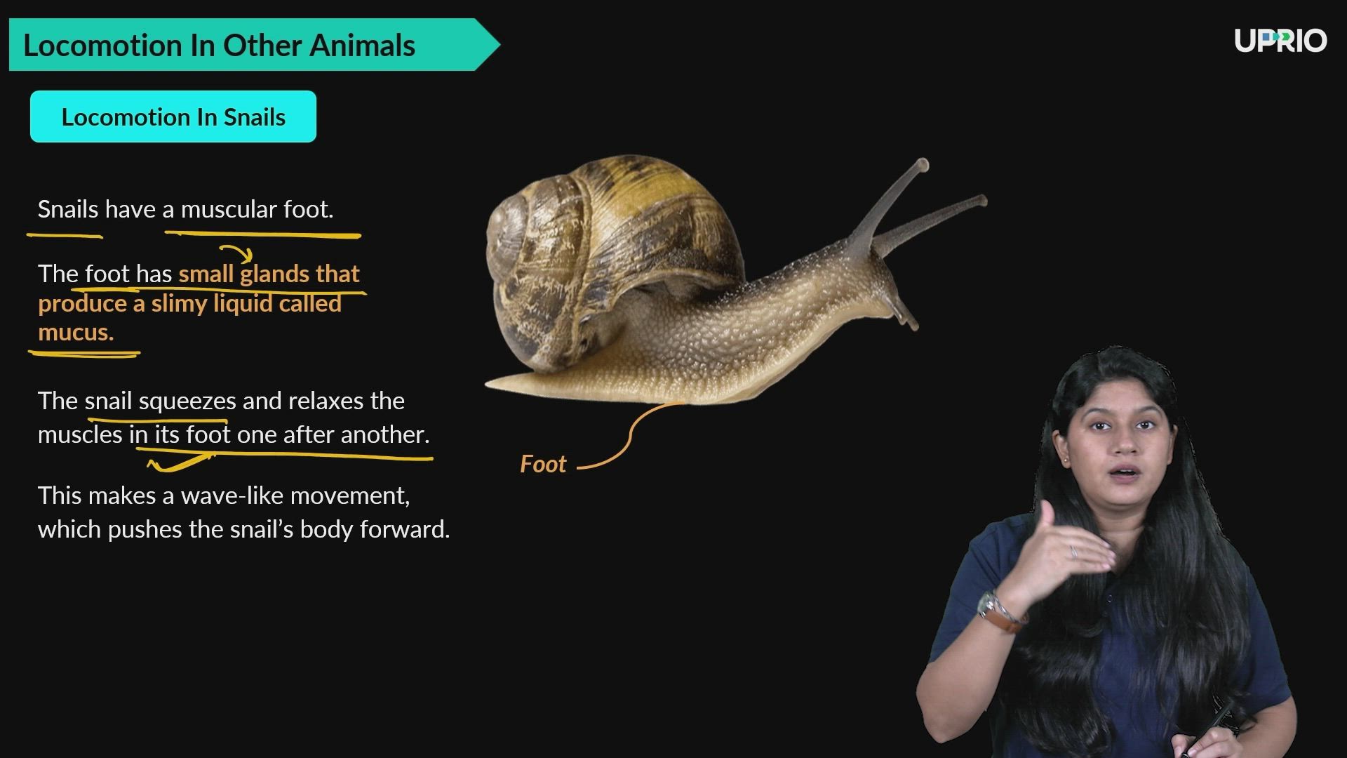 Locomotion In Other Animals