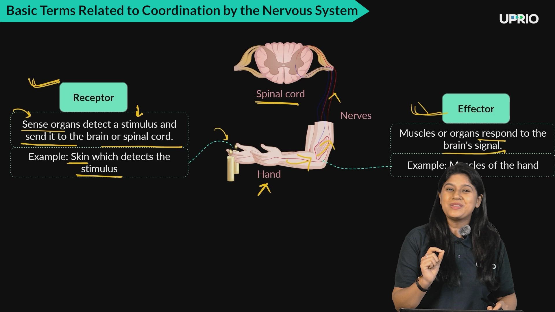 Basic terms related to coordination by the nervous system