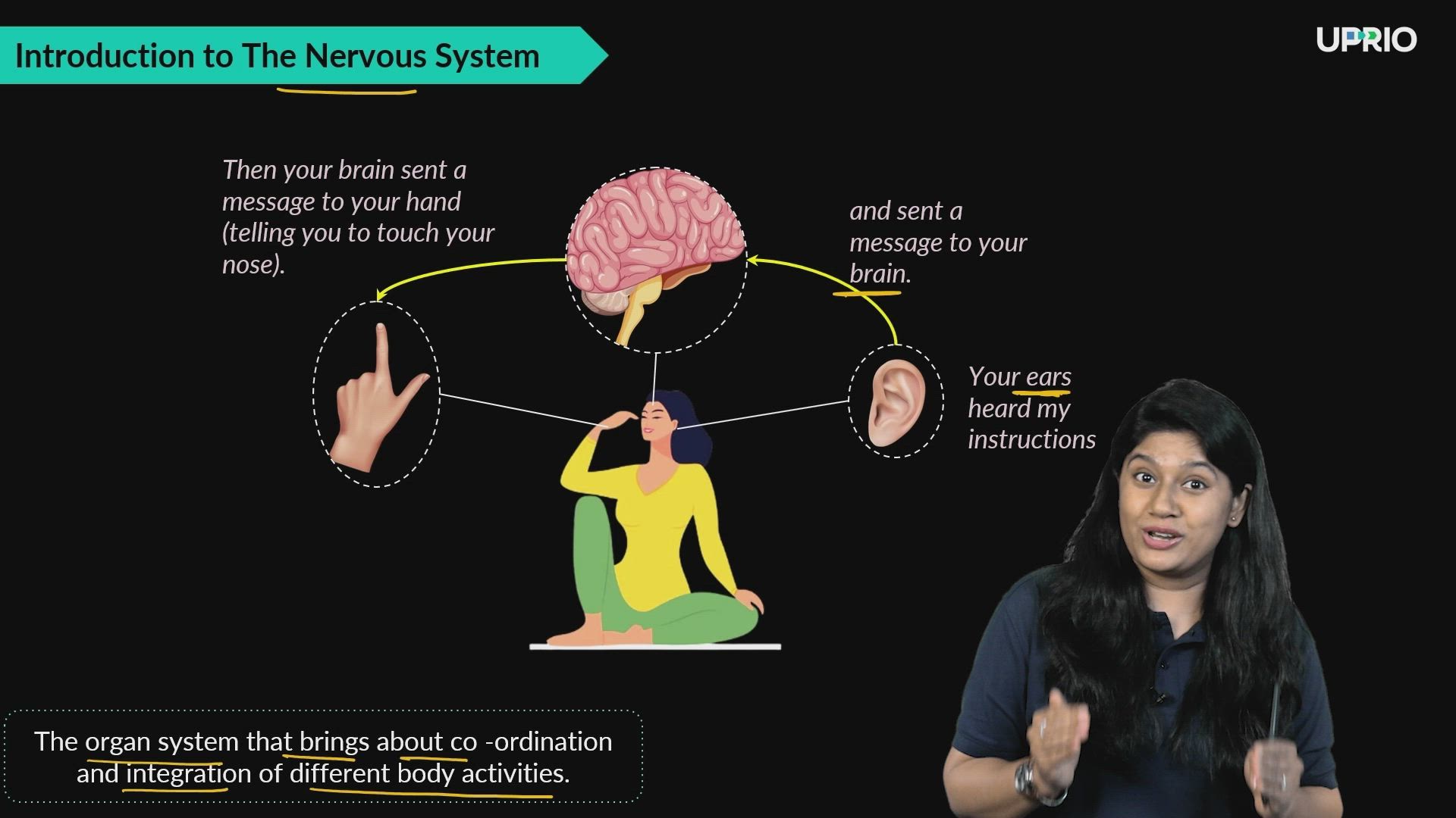 Introduction to The Nervous System