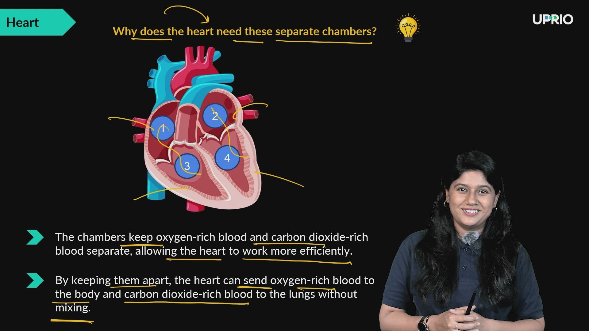 Heart